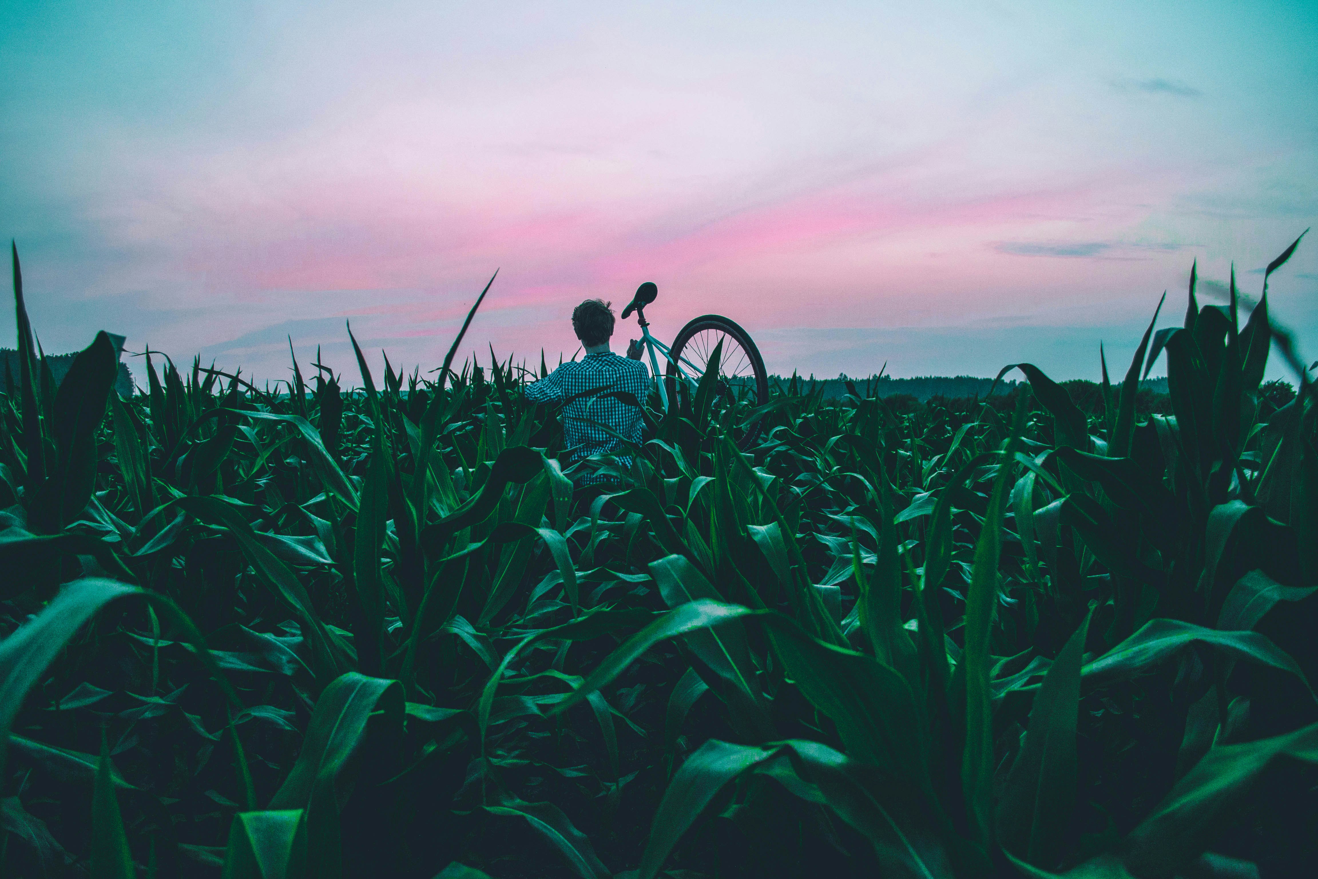 man standing of corn field